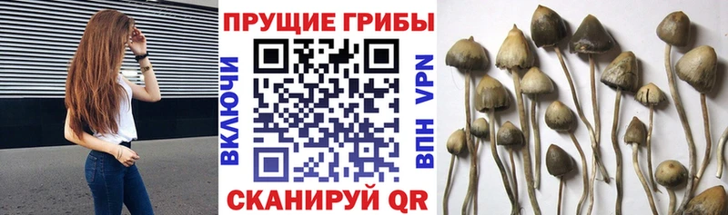 Купить  Малоархангельск  Псилоцибиновые грибы Cubensis 